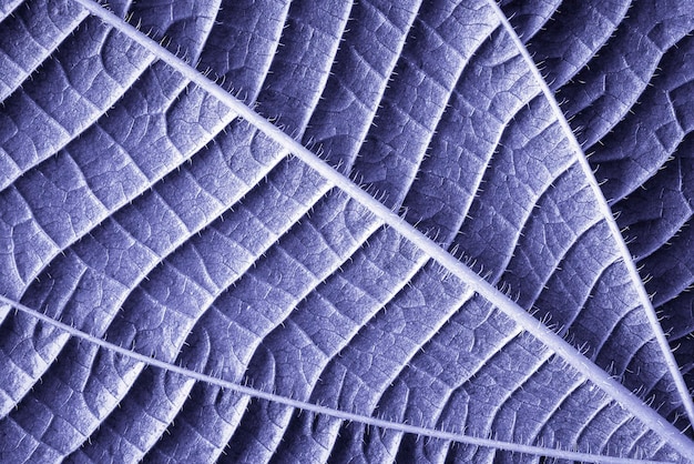 Macro de fondo de licencia tropical fresca, de cerca, en tono violeta, púrpura