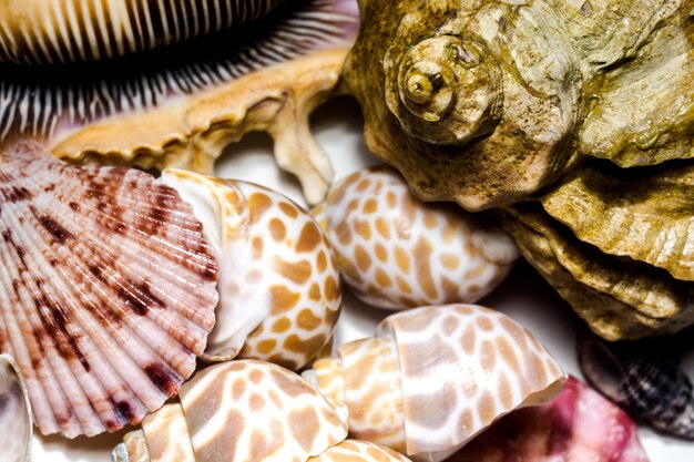 Macro del fondo del Seashell