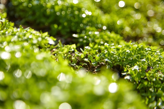 Macro de fondo de verano hierba verde borrosa