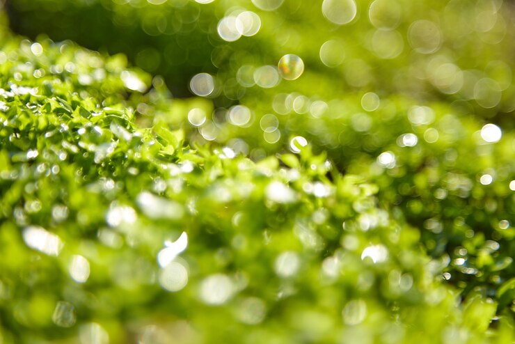 Macro de fondo de verano hierba verde borrosa