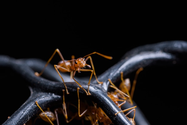 Macro formiga vermelha ou oecophylla smaragdina, parede preta natural