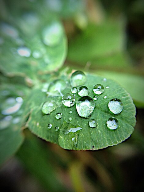 Foto macro foto de folhas com gotas de chuva