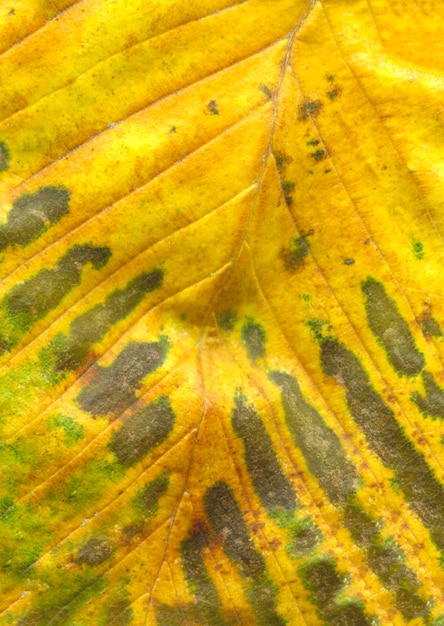 Macro foto de hojas para textura