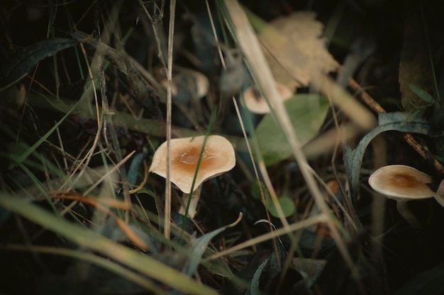 Macro foto naturaleza seta seta blanca Fondo de seta seta en un campo verde Seta amanita que crece en el bosque en la hierba