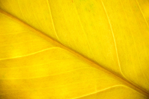 Macro fotografia de close-up de estrutura de folha de fundo vegetal amarelo