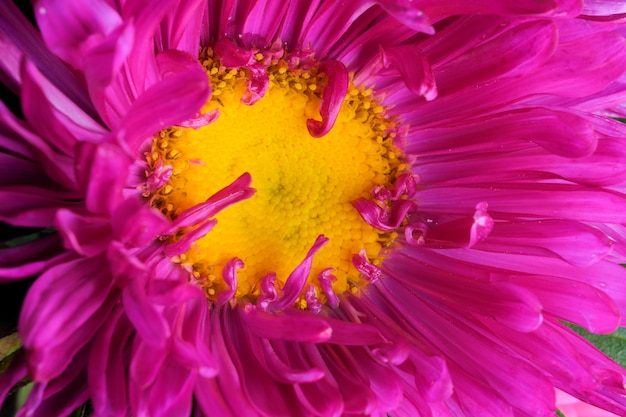 Macro fotografia de close-up de flor de áster rosa claro