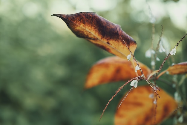 macro fotografia de folhas amarelas