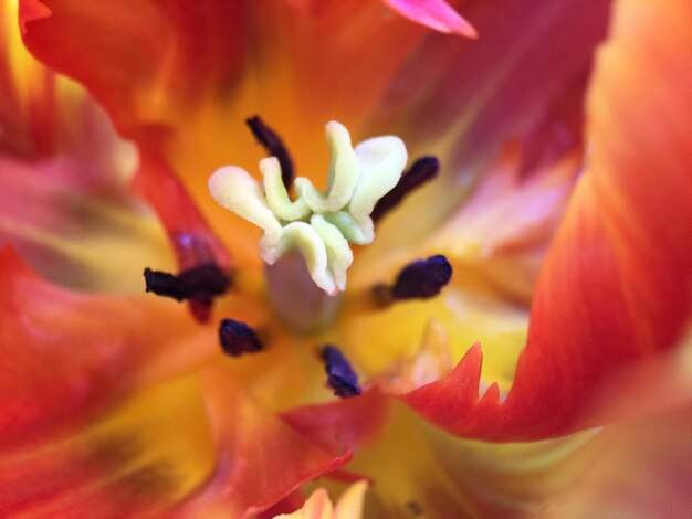 Foto macro-fotografia de uma flor