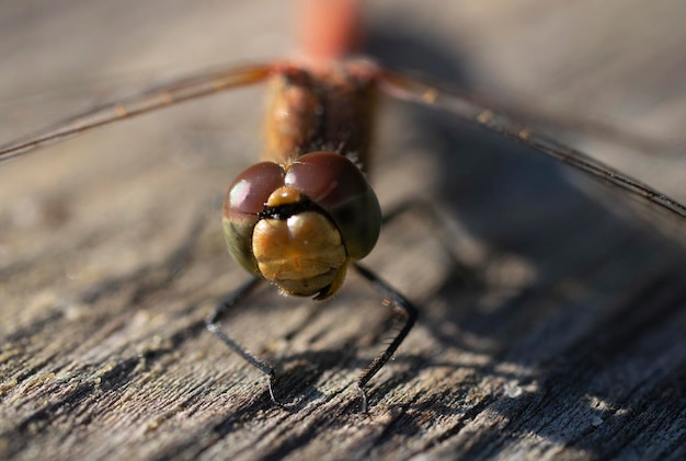 macro fotografia de uma libélula