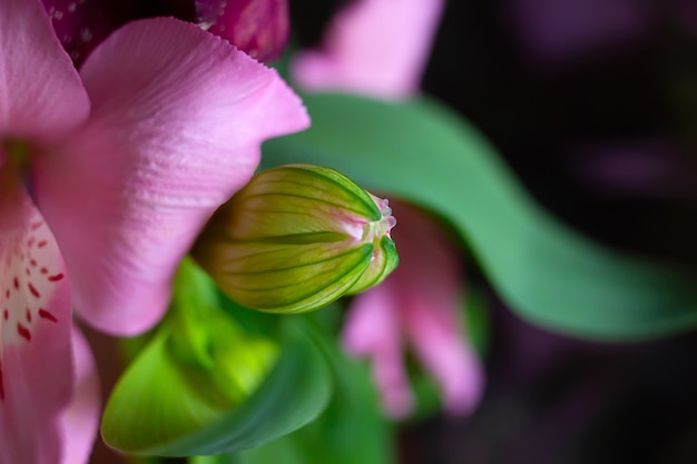 Foto macro fresco em botão de flor de lírio-peruano alstroemeria