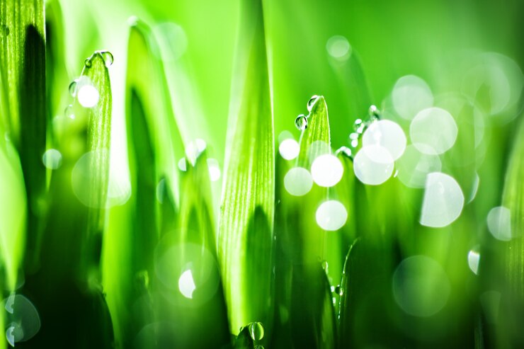 Foto macro. fundo, gotas de água na grama verde.