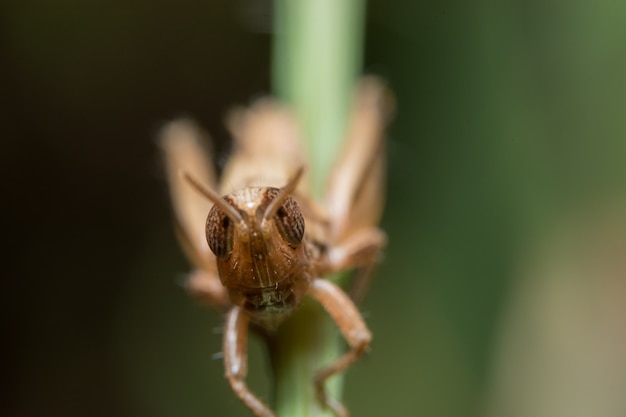 Macro gafanhoto na folha