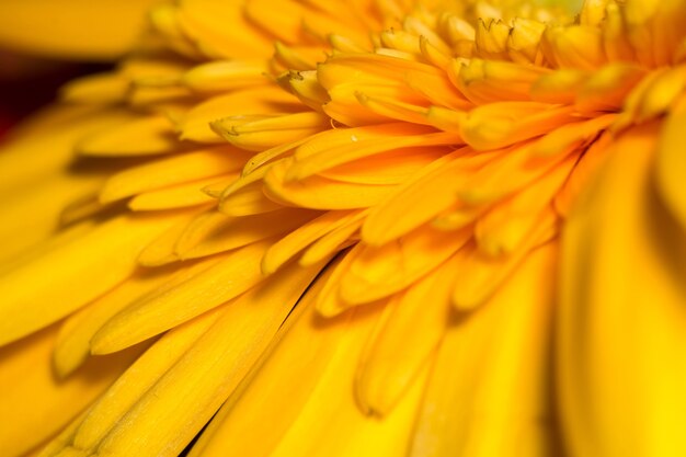 Macro Gerbera Amarela