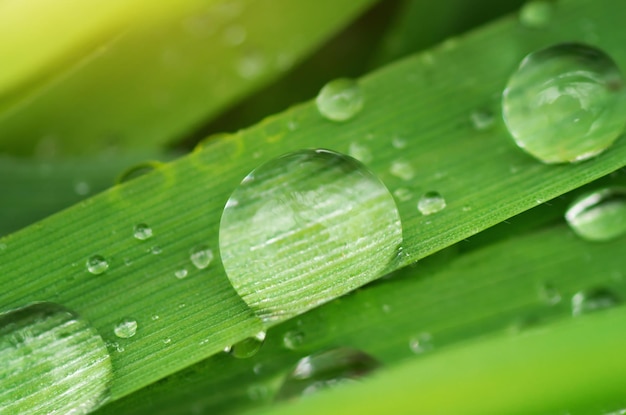 Macro de gota de lluvia Composición de la naturaleza