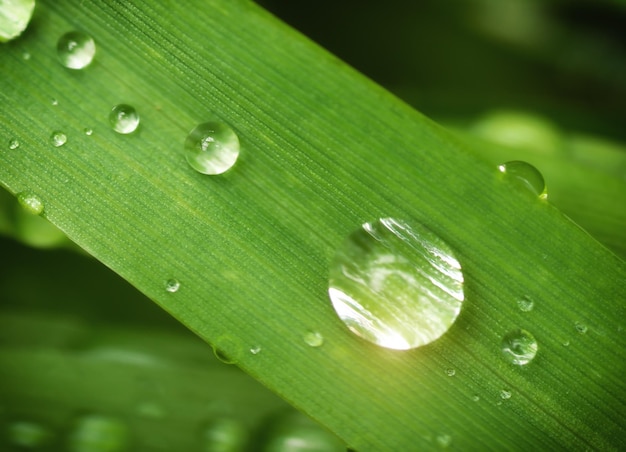 Macro de gota de lluvia