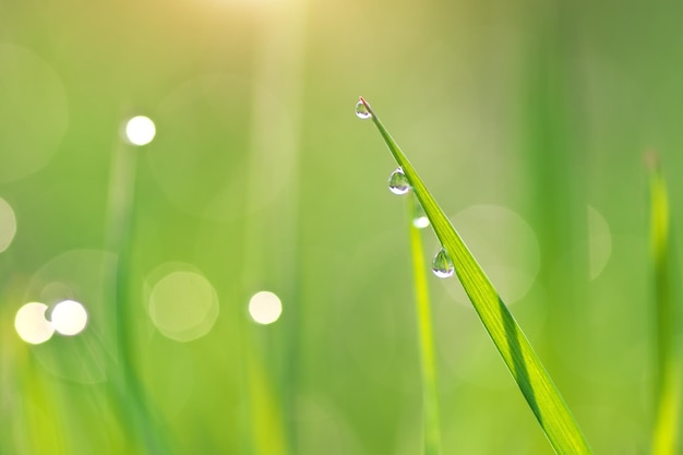 Macro de gota de lluvia