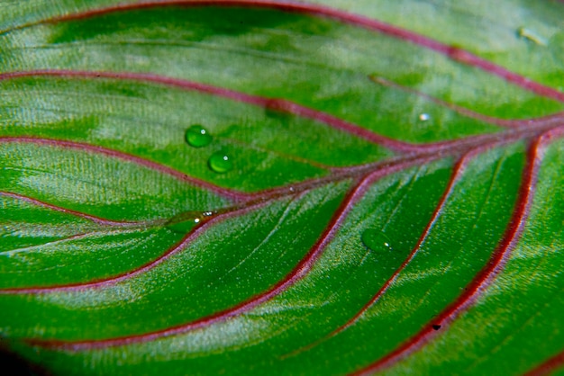 Una macro gotas de agua sobre la superficie de la hoja abstracto concepto tropical