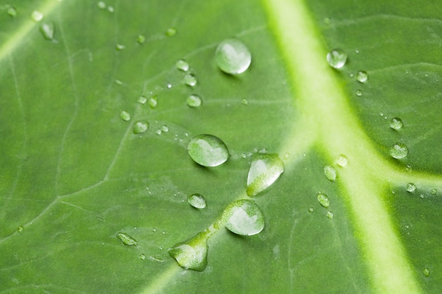 Macro gotas de agua