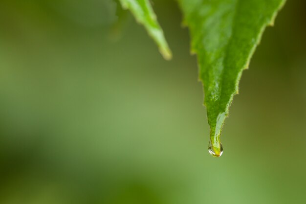 Macro gotas de agua