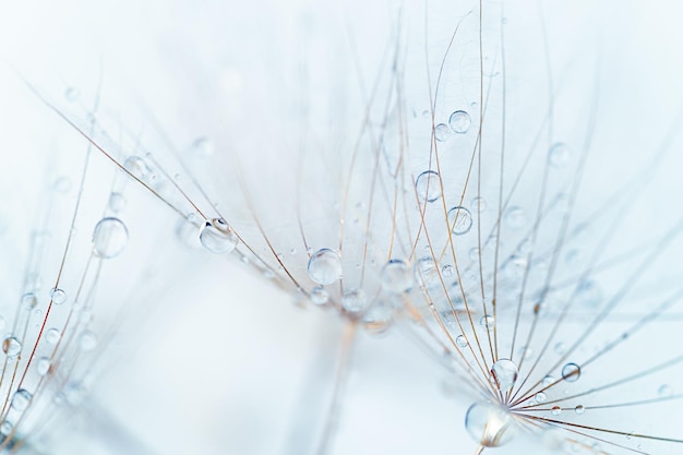 Macro de gotas de lluvia en una semilla de diente de león Cerrar enfoque suave