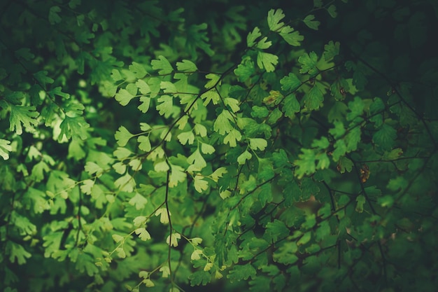 Macro gotículas de água nas folhas amam o meio ambiente