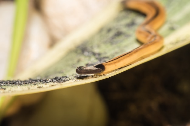 Macro de un gusano cabeza de martillo (Platyhelminthes), gusano plano en una hoja.