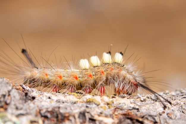 Macro Gusano en una rama