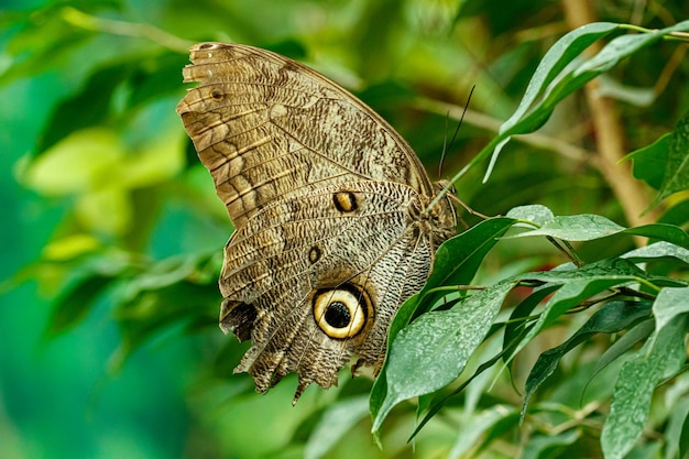 Macro hermosa mariposa Caligo memnon