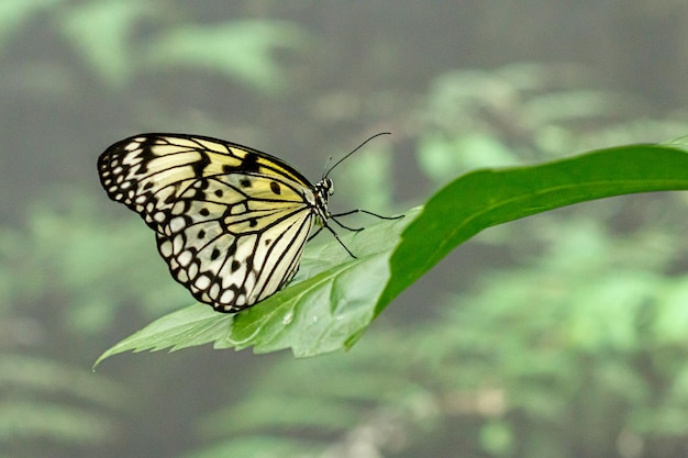 Macro hermosa mariposa Idea leuconoe