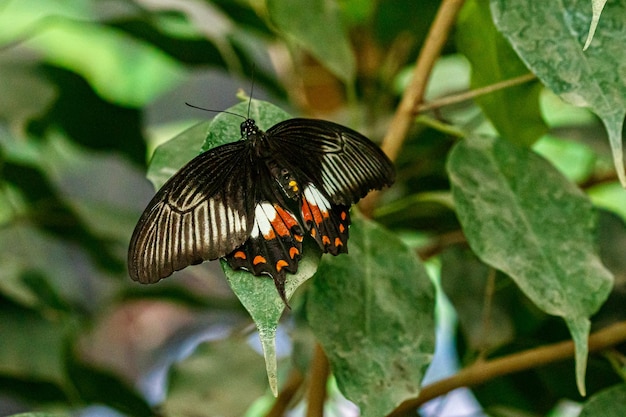 Macro hermosa mariposa Papilio bajo