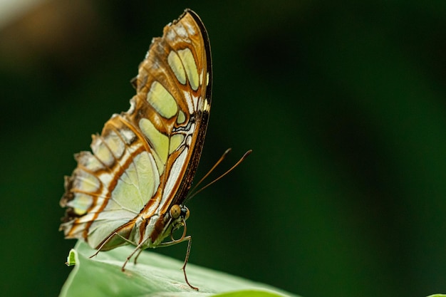 Macro hermosa mariposa Siproeta stelenes