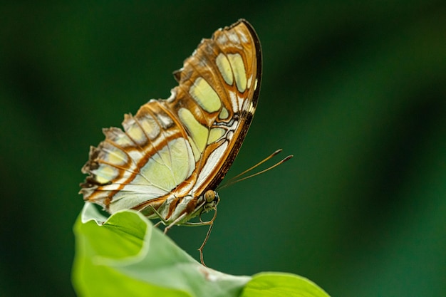 Macro hermosa mariposa Siproeta stelenes