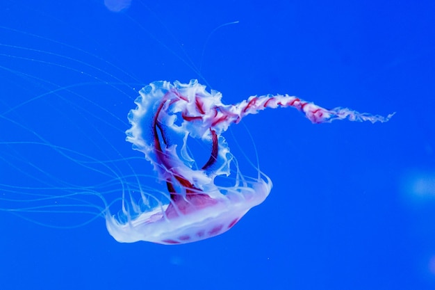 Macro de una hermosa medusa chrysaora lactea