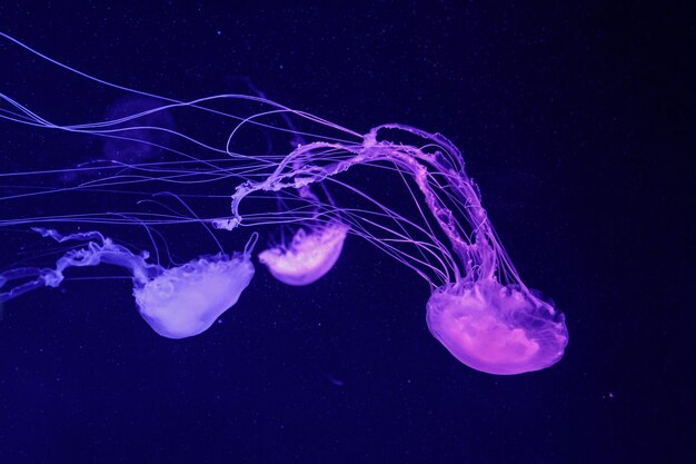 Foto macro de una hermosa medusa chrysaora quinquecirrha