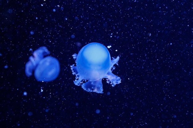 Macro de una hermosa medusa rhizostoma pulmo