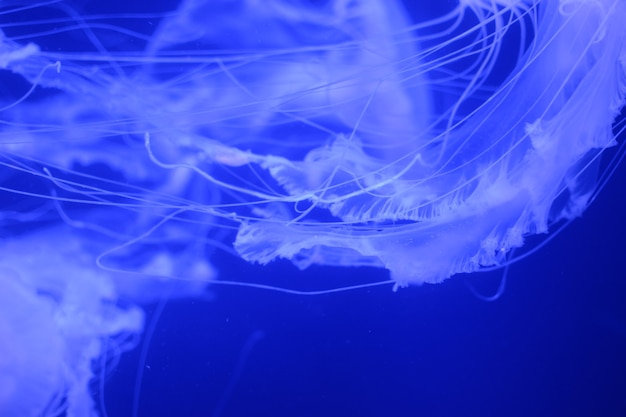 Foto macro de hermosas medusas, medusa en la luz de neón. vida submarina en el acuario. fondo natural. resumen de neón.