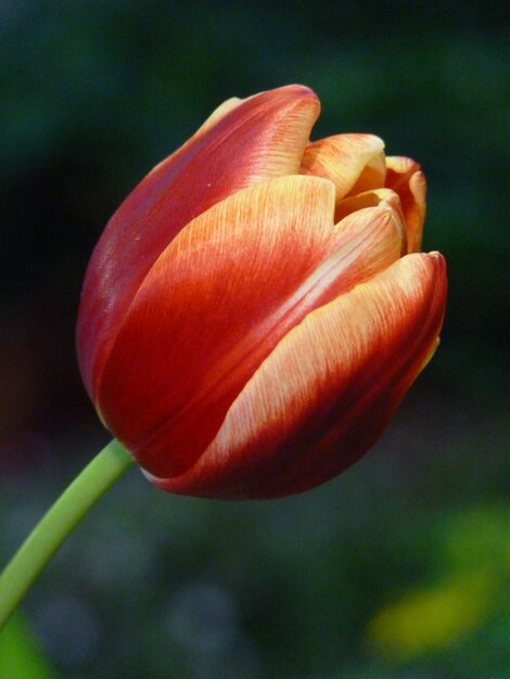 Foto macro de un hermoso tulipán