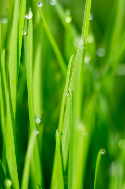 Macro de la hierba de la mañana