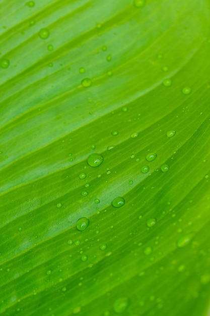 Macro hoja y agua dropMacro primer plano de hermosa hoja verde fresca con gota de agua naturaleza atrás