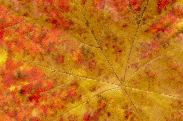 Macro de hoja de otoño naranja