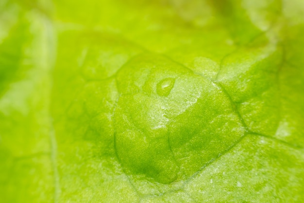 Macro de hoja de la planta o color verde superficial de la textura de la planta en el uso de la naturaleza para el fondo