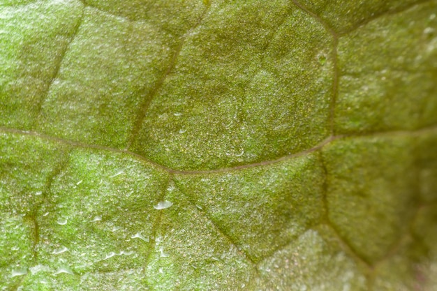 Foto macro de hoja de la planta o color verde superficial de la textura de la planta en el uso de la naturaleza para el fondo