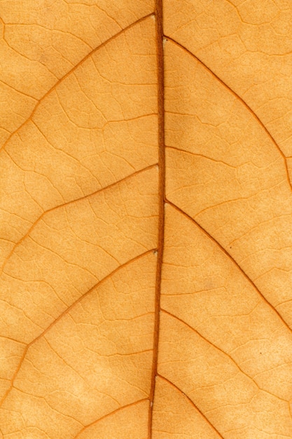 Macro de una hoja seca en el otoño