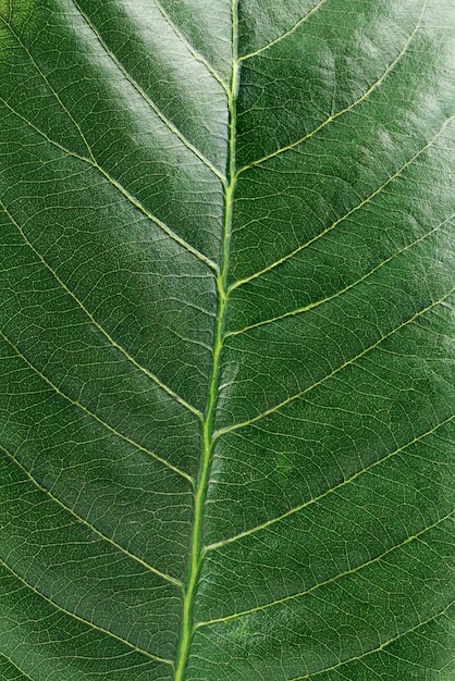 Macro hoja verde aislada