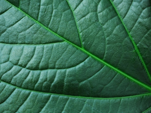 Macro de hoja verde azul