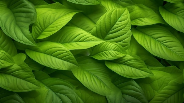 Macro de hoja verde cerrar textura de fondo natural para diseño gráfico