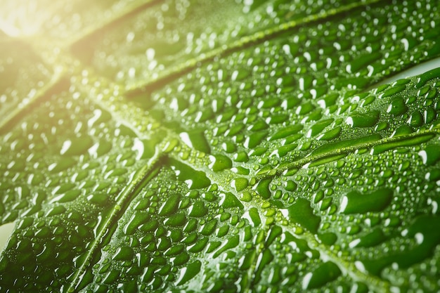 Macro de hoja verde con gotas de agua con espacio de copia