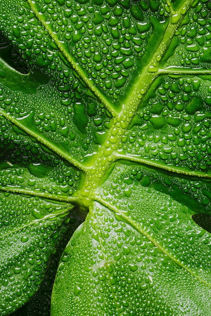 Macro de hoja verde con gotas de agua con espacio de copia