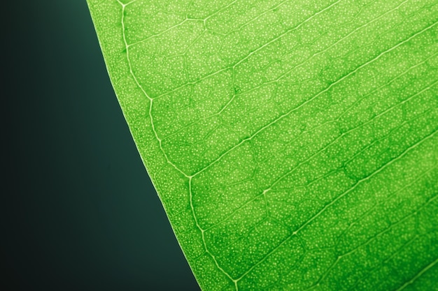 Macro de hoja verde en luz de fondo Ficus hoja macro disparo Estructura de una hoja de ficus verde