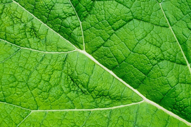 Macro de hoja verde vibrante Cerrar